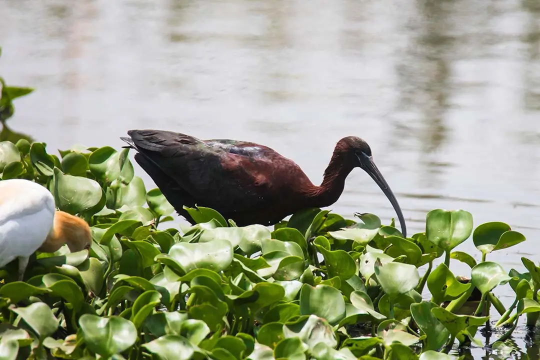 Glossy Ibis Large